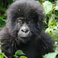 Gorilla Tracking Tour