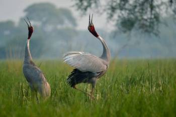 Bharatpur Birders Paradise Package