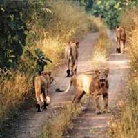Wildlife and Heritage of Gujarat Tour