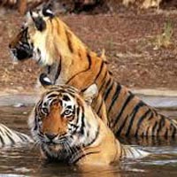 Kanha Tour From Nagpur