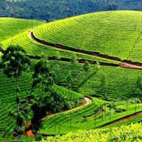 2 D / 1 N Tour to Munnar ( Hill Station) From Thrissur / Kochi