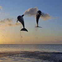 Sunset Dolphin Cruise Maldives Tour