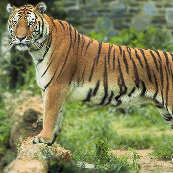 Temples and Tiger Tours