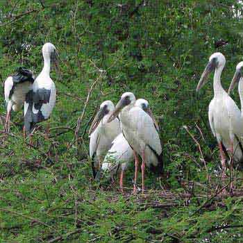 Golden Triangle with Birds Tour