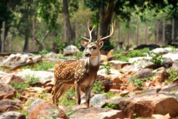 Luxury Wildlife Tours India