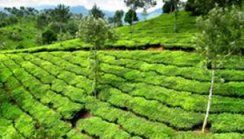 Bangalore-Mysore-Ooty 4N5D Tour