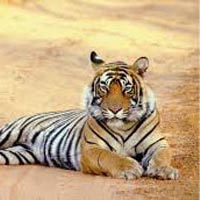 13 Day North India Rajasthan + Tigers Tour