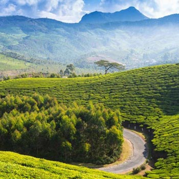 Hill Stations in South India Tour