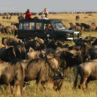 10 Day Serengeti Wildebeest Migration Tracking Tour