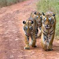 Maharashtra Wildlife Holiday Package