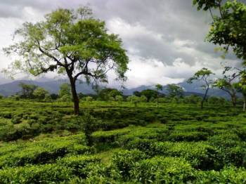 Guwahati, Balipara, Bhalukpong, Nameri, Kaziranga, Gibbon, Sibsagar, Dibrugarh Tour Package