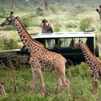 Masai Mara group joining on a budget tented camp Tour