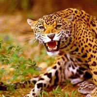 Golden Triangle with Jungle Safari Tour