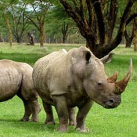 RhinoLand Tour - Assam Tour