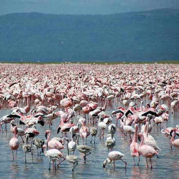 Wildlife Tour of Kenya