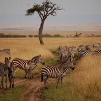 6 days best of kenya Masai Mara/Nakuru/Amboseli Tour