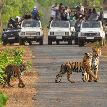 Tigers with Golden Triangle Tour