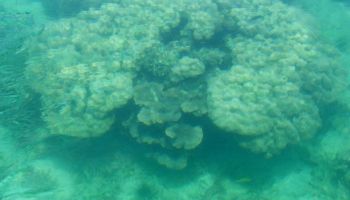 Mergui, Myanmar Diving Tour Package