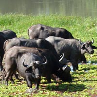 Game Drive / Rhino Walk Tour