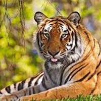 Sundarbans 2N 3D Tour