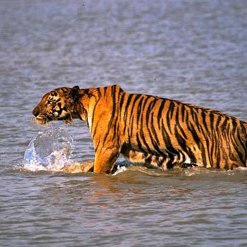 Sundarban Best Tour Package