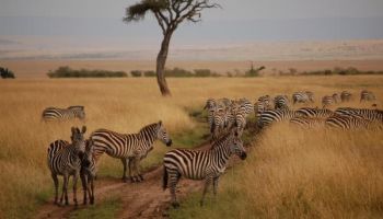 Best Of Kenya Tour - Nairobi - Nyeri - Samburu - Nanyuki - Nakuru - Naivasha - Mara Image