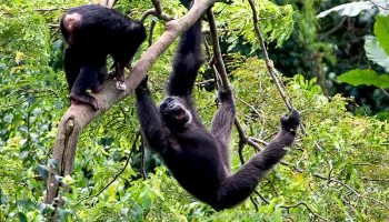 1 Day Ngamba Island Tour Package