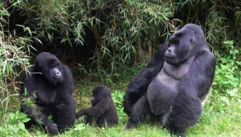 3 Days Rwanda With Last Night Kigali