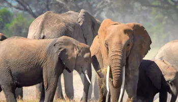 Best Of Kenya And Tanzania 16 Days Tour