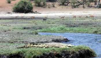 Best Of Western Tanzania - Katavi And Mahale 8 Days Tour