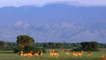 Flying Safari Bwindi 4 Days Tour