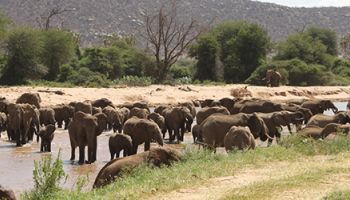 Popular Kenya Safari 6 Night - 7 Days Tour