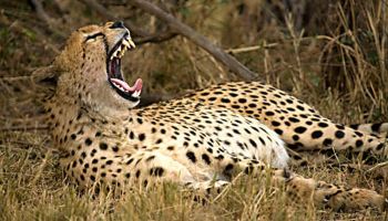9 Days Wildlife Safari In East Africa Tour