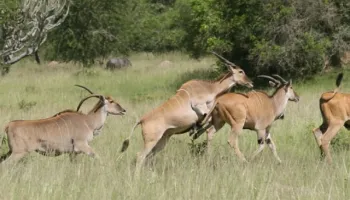 Serengeti - Ngorongoro 3 Night - 4 Days Tour