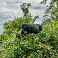 5 Days Bwindi Gorilla Tracking-Batwa (Pygmies) Community-Lake Mutanda-Kisoro Tour