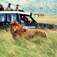 Gujrat Lion Safari Tour
