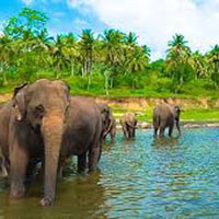 Grand Tour of Sri Lanka