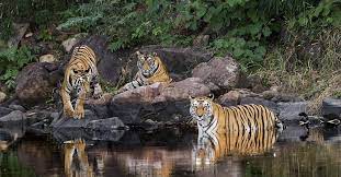 6 Nights 7 Days Madhya Pradesh Wildlife - Panna - Bandhavgarh - Kanha