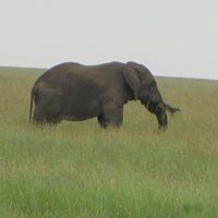6-Day Lake Manyara, Tarangire, Serengeti and Ngorongoro Tour