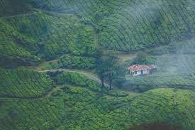 Kerala Hills and Backwater Package