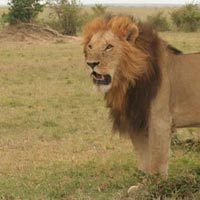 Arusha – Tarangire National Park Tour