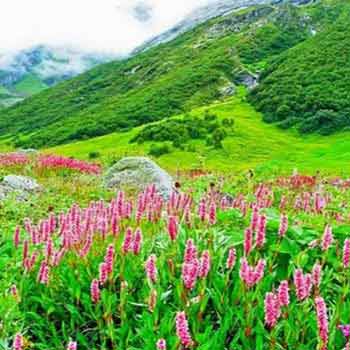 Valley Of Flowers ! 07 Nights/ 08 Days Tour