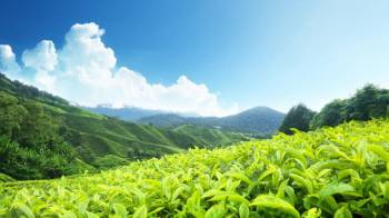 Monsoon Green and Tea Plantations Package
