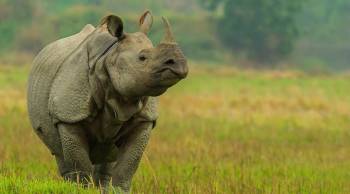 Wildlife of Kaziranga National Park Package