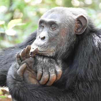 7 Days Gorilla and Chimpanzees of Uganda Experience Tour
