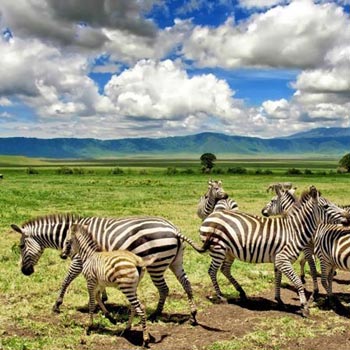 Serengeti And Ngorongoro Safari, 6 Days Tour