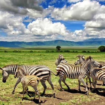 12 Days Tour To Ngorongoro Manyara Zanzibar