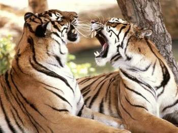 Bandhavgarh Kanha tour Package from Mumbai