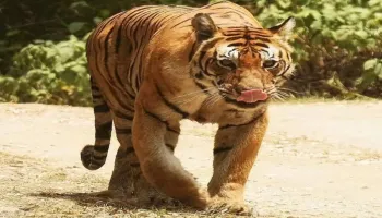 Tadoba Andhari Tiger Reserve  From Nagpur