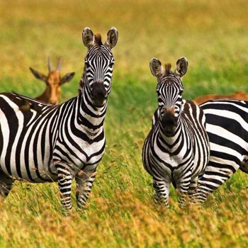 Serengeti to Ngorongoro conservation Area Tour